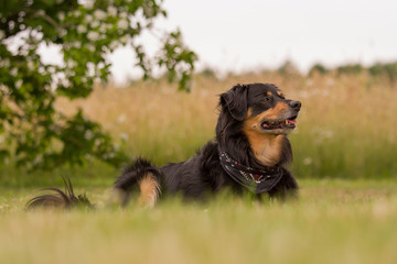 Dog lying in a meadow and watch attentively