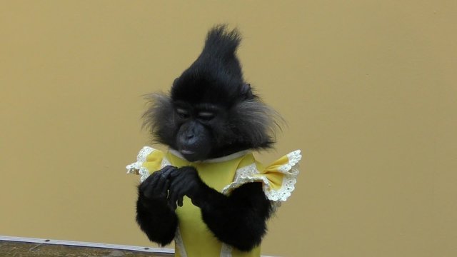 Monkey black crested mangabej view monkeys marmosets family