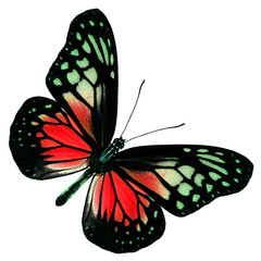 Exotic of Red Butterfly  in fancy color profile isolated on whit