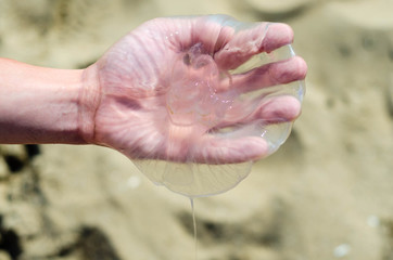 Human hand holding jellyfish
