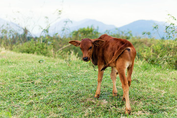 brown cow on green field in Vietnam