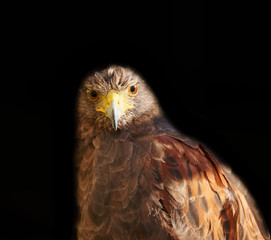 Bird of Prey - Harris Hawk isolated on black, Parabuteo unicinctus looking at camera