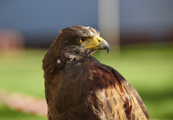 Bird of Prey - Harris Hawk, Parabuteo unicinctus looking right