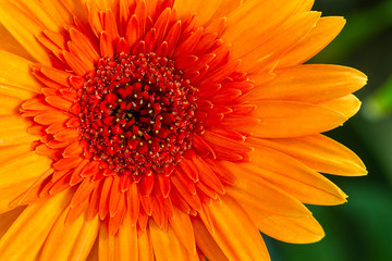 Closeup a orange gerbera daisy flower.