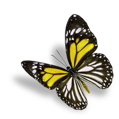Beautiful flying yellow butterfly, white tiger in fancy color pr