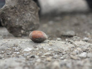acorn hand
