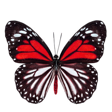 Beautiful red butterfly with stretched wings in fancy color isol