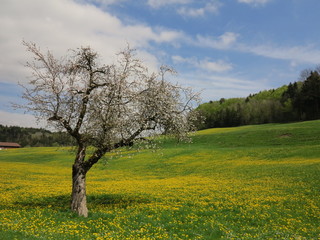 Fototapeta na wymiar spring landscape