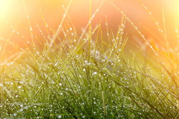 Fototapeta premium Grass with dew drops