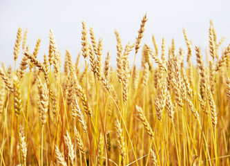 Fototapeta premium wheat field