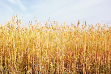 wheat field