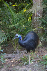 Juvenile cassowary in rainforest