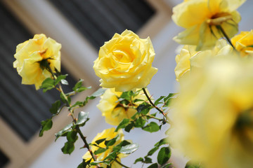 Yellow Rose