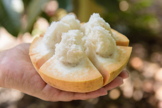santol