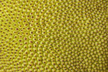 Green Jackfruit Texture.