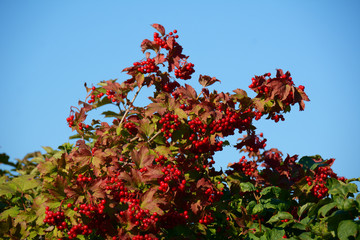 Ripe berries of arrow wood on the branches