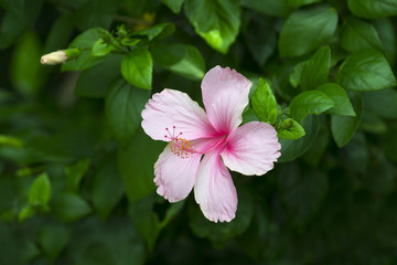 Obraz na płótnie Canvas Pink Hibiscus flower