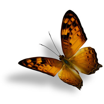 The Vagrant butterfly, Vagrans egista, beautiful flying orange b