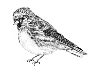 bird sketch illustration