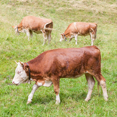 Brown milk cow in a meadow of grass