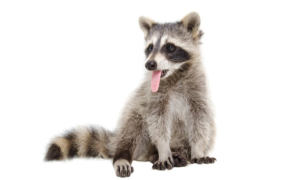 Portrait of a raccoon, that shows tongue