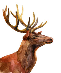 Deer - profile View