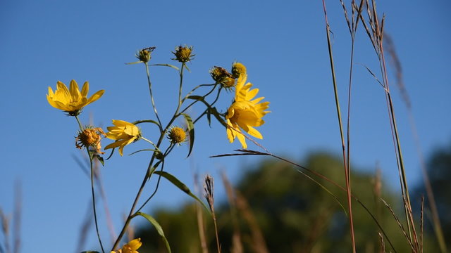 At a tallgrass prairie a Wild Sunflower and Big Bluestem Grass blow around in the wind against a backdrop of blue sky and distant trees.