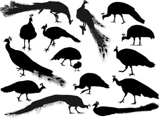 fifteen peacocks silhouettes isolated on white