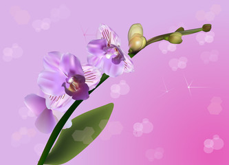 orchids on pink bright background