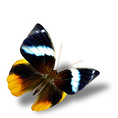 The beautiful flying Tufted Jungleking butterfly with nice soft