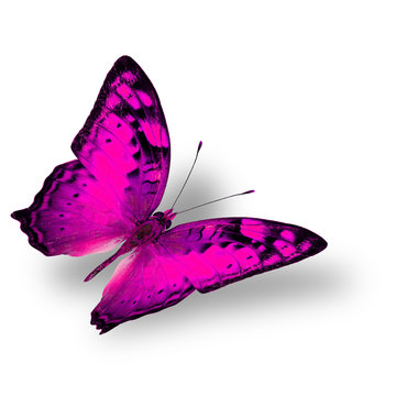 Beautiful flying pink butterfly, the classical of creature on wh