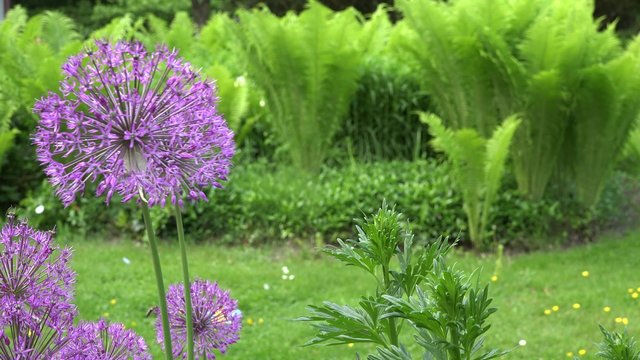 decorative purple garlic swings in the wind in garden. 4K UHD video clip.
