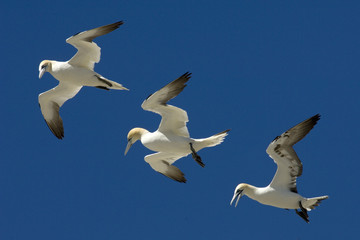 3 individui di sula bassana in volo