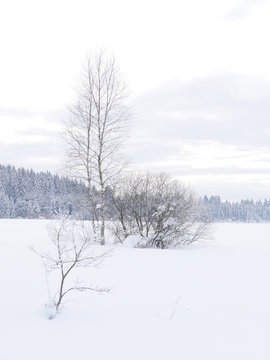 snow landscape winter