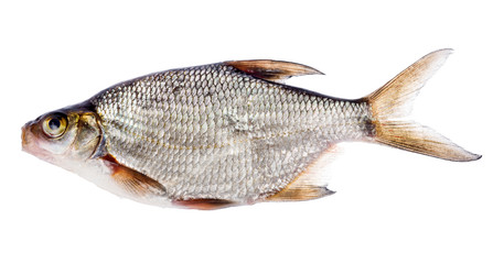 isolated on white small bream
