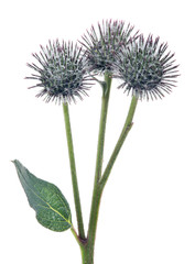 three burdock buds isolated on white