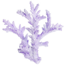 Fototapeta premium lilac color isolated coral branch