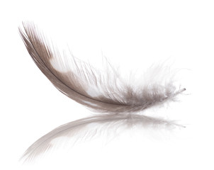 Obraz premium jasnobrązowe pióro w plamkach z odbiciem