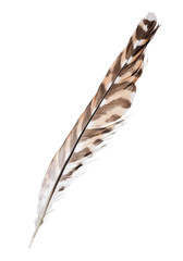 three color forest bird isolated feather