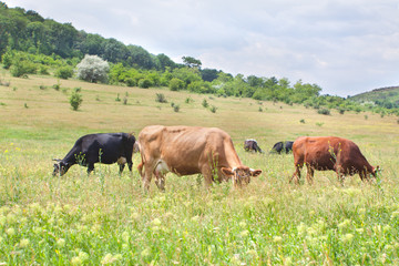grazing cows