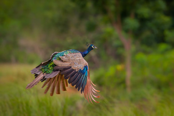 Flying Indian peafowl (Pavo cristatus) in real nature with wings down 