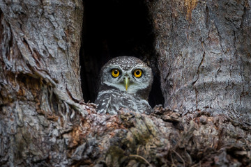 Spotted owlet(Athene brama) in her house