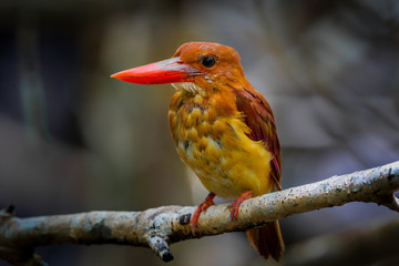 Full frame close up of Ruddy kingfisher (Halcyon coromanda)