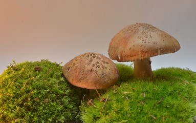 Perlpilz/ Amanita rubescens