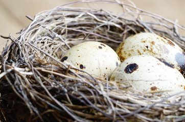 Nest with quail eggs