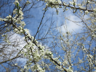 blossom apple tree