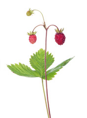 three wild isolated strawberries on stem with leaf
