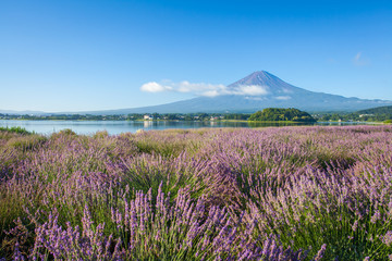 Fototapeta na wymiar Mountain fuji and purple color of lavender at lake Kawaguchiko in summer season