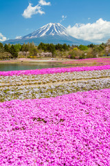 Mountain Fuji and pink moss field in spring season