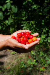 Cherry harvesting